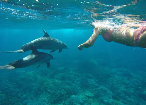 swimming with dolphins