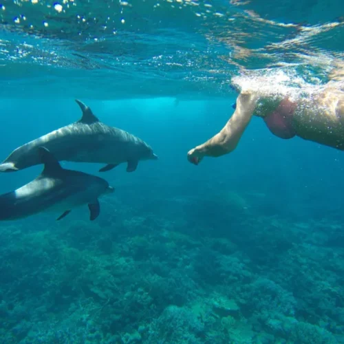 swimming with dolphins