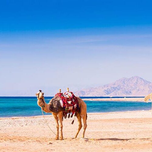 Hurghada Quad- und Buggy Meerblick, Kamel bei Sonnenaufgang